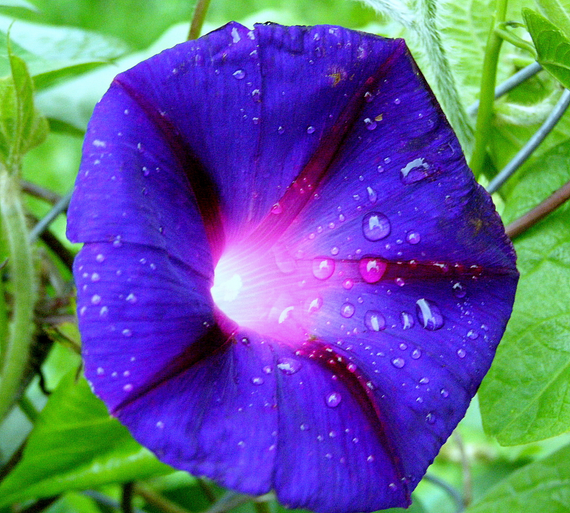 Насіння Іпомея нічка 0,5 г (Насіння країни) | Зображення 2