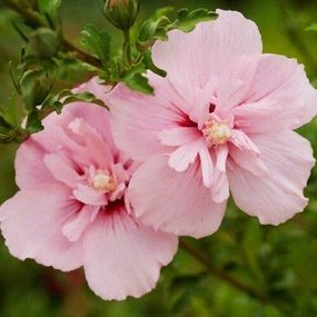 Гібіскус Сірий Pink Chiffon (саджанці)