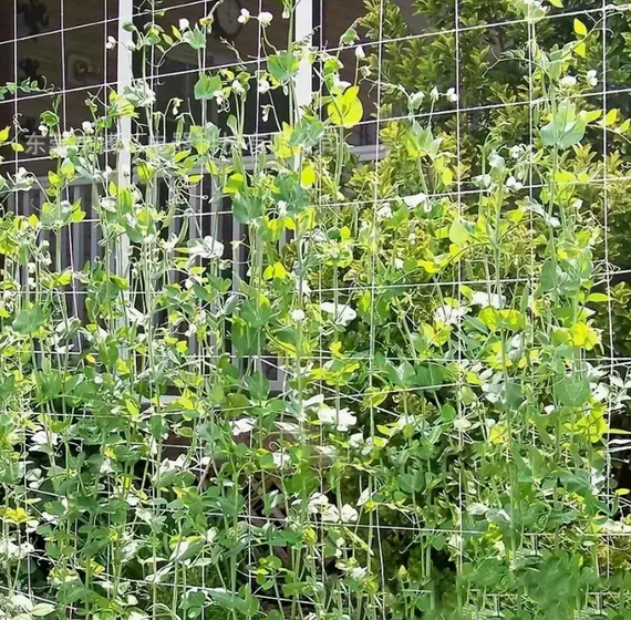 Сетка шпалерная 12,5*12,5 1*500 метров (белая) цветочная сетка | Зображення 6