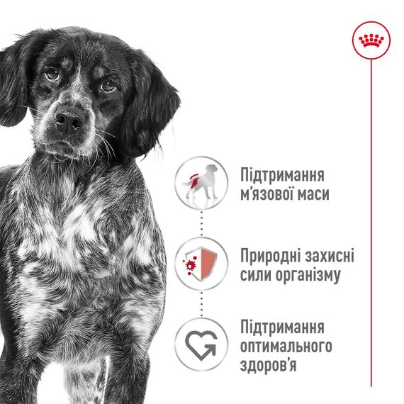 Корм Royal Canin Medium Adult сухий для дорослих собак середніх порід 4 кг | Зображення 1