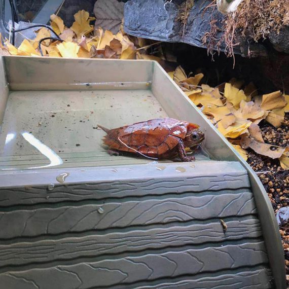 Ванночка та поїлка для черепах і рептилій набір, миска ємність для води для повзаючих домашніх тварин, ящірок для тераріуму | Зображення 8