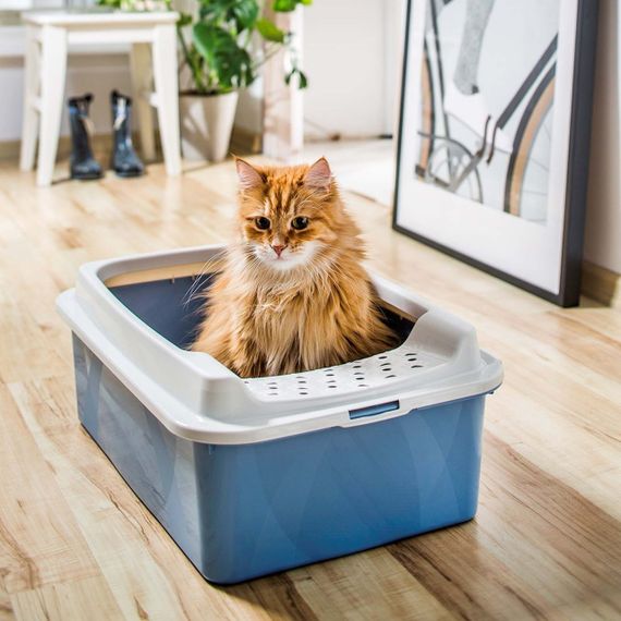 Туалет-лоток для кішок Rotho Bonnie 40047, відкритий, з бортиками, блакитний | Зображення 2