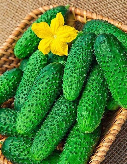 Насіння огірків Артист F1  5 шт.