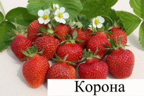 Полуниця Корона (середнього терміну дозрівання)