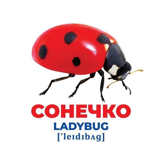 Набор развивающих карточек Гений с пеленок "Насекомые" Ранок 10107199, 17 карточек | Зображення 2