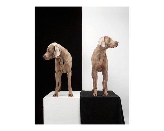 Альбомы известных фотографов книга работ Уильяма Вегмана William Wegman "Being Human" книги по фотографии | Зображення 1