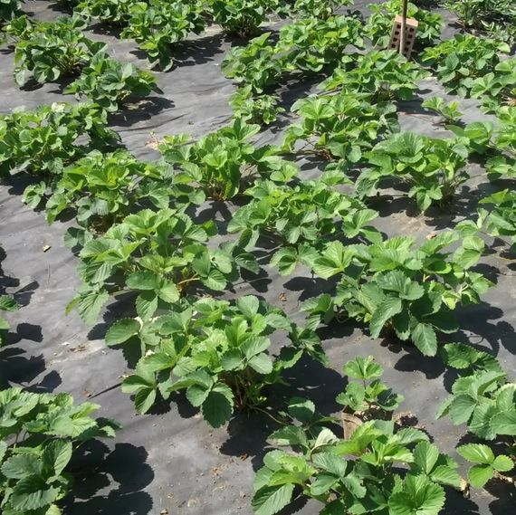 Агроволокно Shadow 50 г/м² 1,07 x 10 м АВБП000246 | Зображення 3