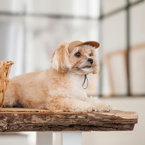 Кепка Phil ТМ Pet Fashion для собак M | Зображення 3