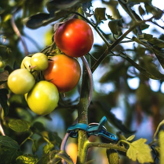 Затискачі Bradas для кріплення рослин 10 шт TYK51 | Зображення 1