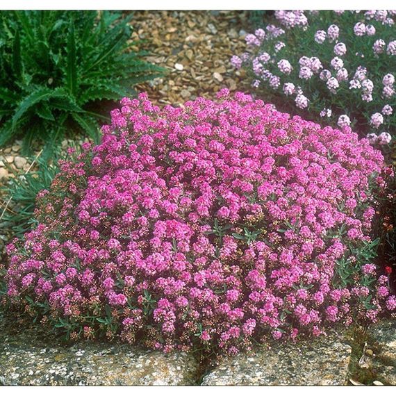 🌼 Алісум рожевий “Гірська казка” GL Seeds 0,1 г | Зображення 1