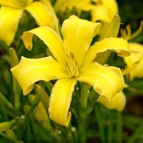 Лілейник Lemon Madeline (саджанці)