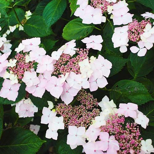 Гортензія хуртовина "Mariesii Grandiflora" | Зображення 1