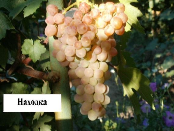 Саджанці винограду Знахідка