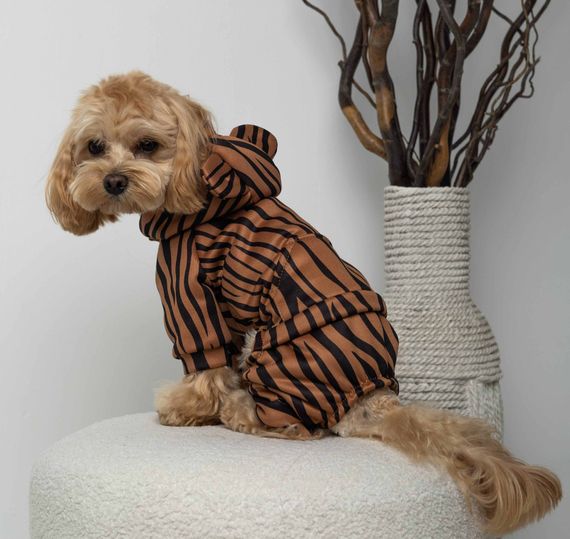 Костюм кишеня зебра D-201 | Зображення 1