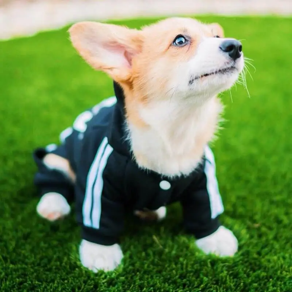 Костюм спортивний для собак Adidog  чорний M | Зображення 2