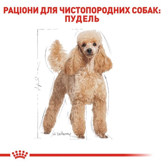 Сухий корм для собак породи пудель Royal Canin Poodle Adult, 1.5 кг | Зображення 2