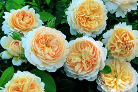 Троянди Crocus Rose (саджанці)