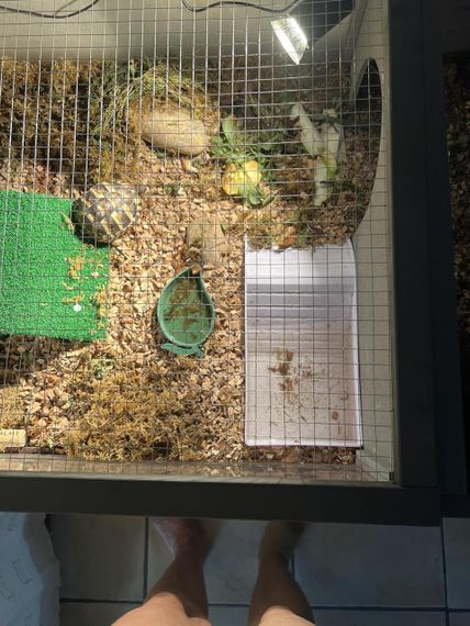 Ванночка та поїлка для черепах і рептилій набір, миска ємність для води для повзаючих домашніх тварин, ящірок для тераріуму | Зображення 9