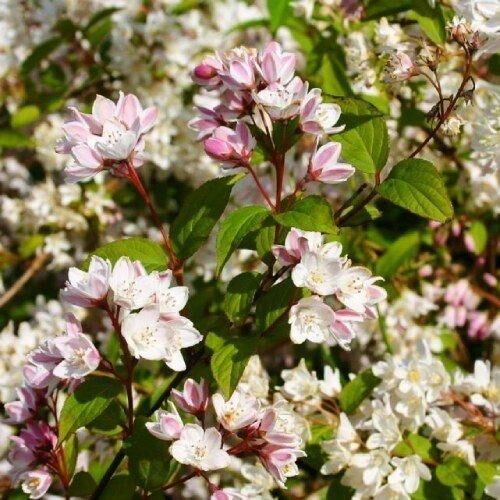 Дейція Kalmiiflora (саджанці) | Зображення 1