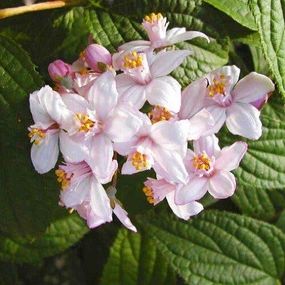 Дейція Kalmiiflora (саджанці)