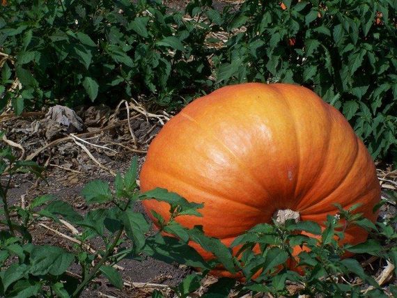 Насіння гарбуза Стофунтового 0,5 кг (Насіння країни) | Зображення 1