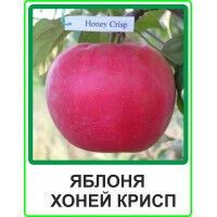Яблуня Хоней Крісп | Зображення 1
