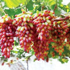 Виноград Манікюр Фінгер