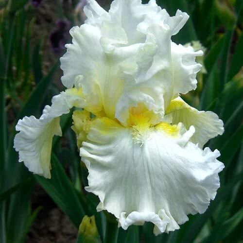 Ірис Devonshire Cream (кореневища)
