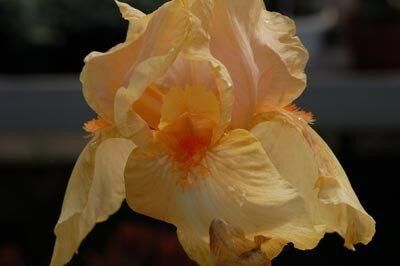 Ірис Apricot Silk (кореневища) | Зображення 2
