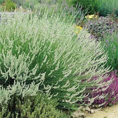 Лаванда Edelweiss (саджанціі) | Зображення 2
