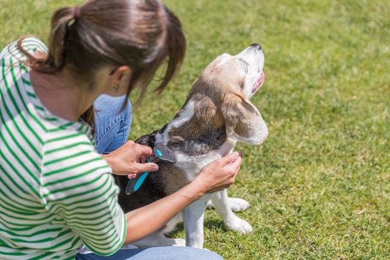 Дешеддер для собак та котів Trixie, 8 см | Зображення 5