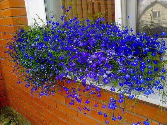 Насіння Лобелія Сапфір 0,1 г Gl Seeds | Зображення 1