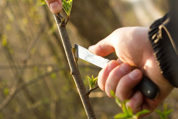 Садовий ніж для окулірування Cellfast 22 см 40-262 | Зображення 1