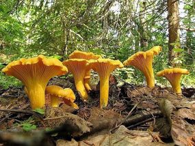 Зарощенний грибний блок лисички