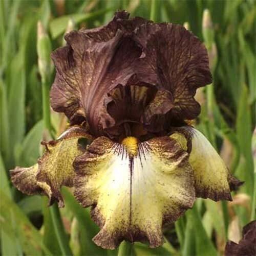Ірис Burgundy Brown (кореневища)