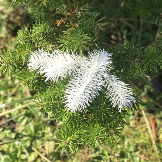 Штучна хвоя, гілочки ялинки для рукоділля (набір 600 шт.) білий | Зображення 3