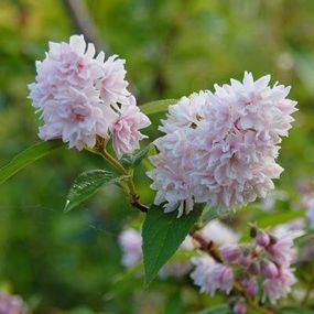 Дейція Pom-Pom (саджанці)