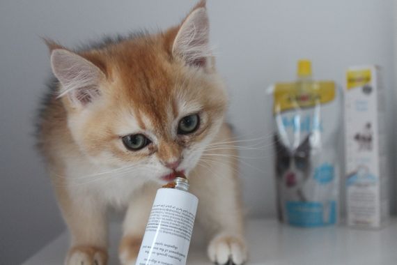Мультивітамінна паста для зміцнення імунітету у кошенят GimCat Kitten Paste, 50 гр | Зображення 3