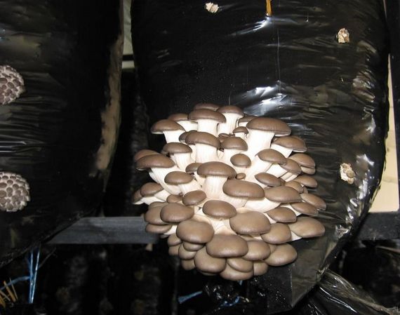 Зарощений грибний блок гливи К-17, готовий до плодоношення. | Зображення 1