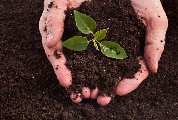 Добриво Біогумус 3 л | Зображення 1