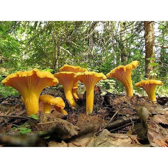 Живий зерновий міцелій лисички — 100 г | Зображення 1