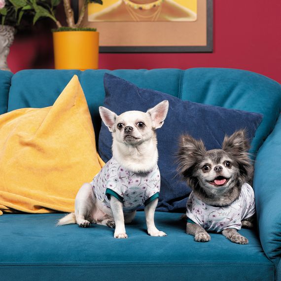 Футболка Pet Fashion Flora для собак бавовна трикотаж білий з квітковим принтом L | Зображення 3