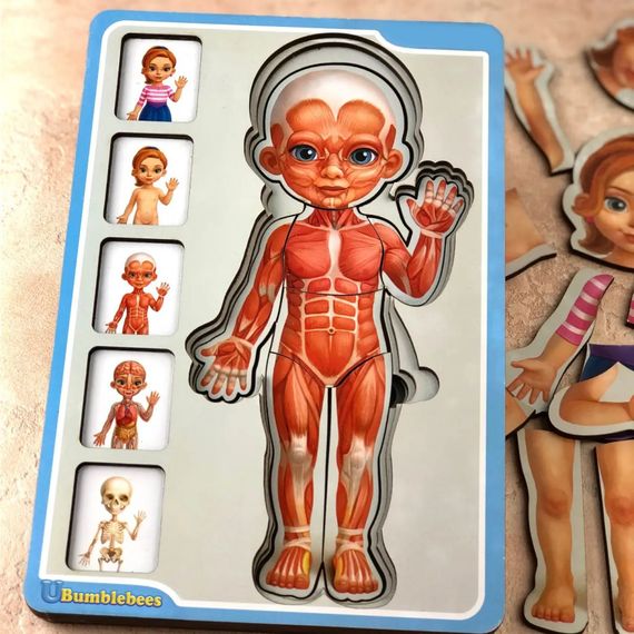 Деревянный пазл-вкладыш "Анатомия человека – девочка" Ubumblebees (ПСФ025) PSF025 строение тела | Зображення 3
