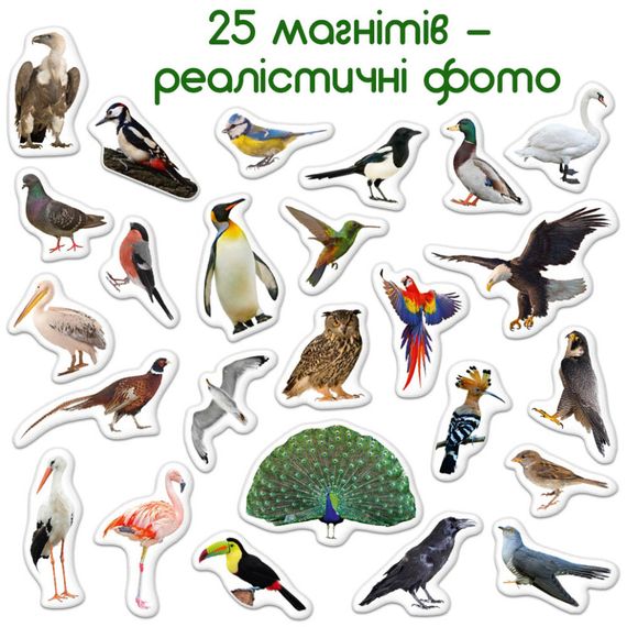 Дитячий набір магнітів Птахи фото Magdum ML4031-30 EN | Зображення 3