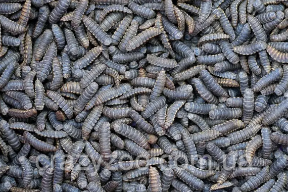 Корм для рептилій WOW PETS Exotic Reptile Diet чорна львинка 100 г | Зображення 1