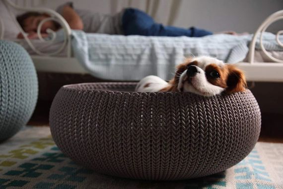 Лежак для животных Curver Cozy Pet Bed 17202851, пластиковый, с подушкой, коричневый | Зображення 4