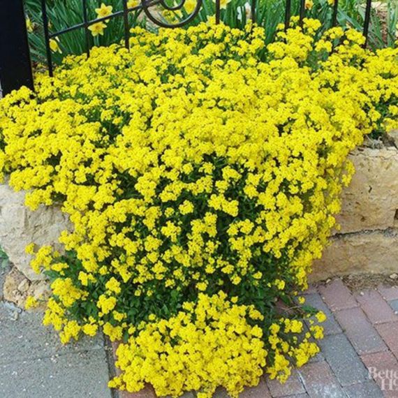 🌼 Алісум жовтий “Золотий розсип” GL Seeds 0,1 г | Зображення 1