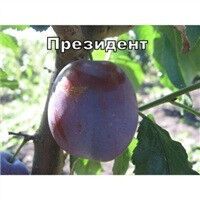 Слива "Президент" | Зображення 3