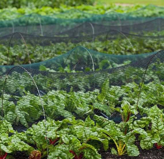 Сітка для захисту від птахів Bradas DIAMOND 20 г/м² 5x100 м, ткана, 15 x 15 мм (AS-BN20151505100) | Зображення 1