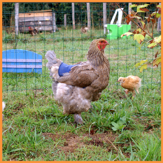 Садова сітка 12*14 пташка 0.50 м*100 метрів сітка пластикова для паркану | Зображення 6